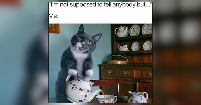 cat memes | thumbnail includes one meme and one picture of text including '"I'm not supposed to tell anybody but...' Me:' 