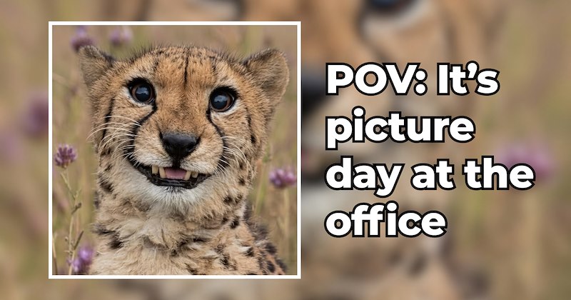 fluffy felines wholesome cats adorable adorable cats funny memes cute animals cute wholesome animals felines Memes lovely big cats big cats funny felines Cats Cats - 46868229