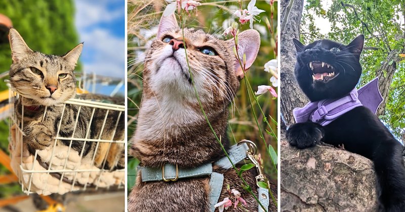 33 cat pictures | thumbnail includes three pictures of cats