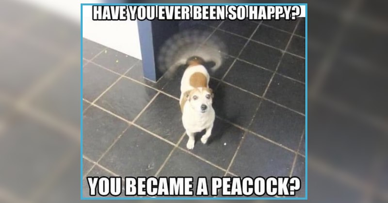 'Paws and smell the roses': 21 Uplifting Doggo Memes For Smiling Days