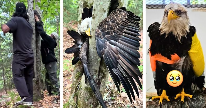 24 bald eagle rescue pictures, 2 videos | thumbnail includes three pictures of a bald eagle rescue