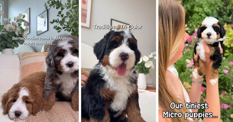 20 Magnificent Multicolored Bernedoodles Sweeter Than a Scoop of Neapolitan Ice Cream 