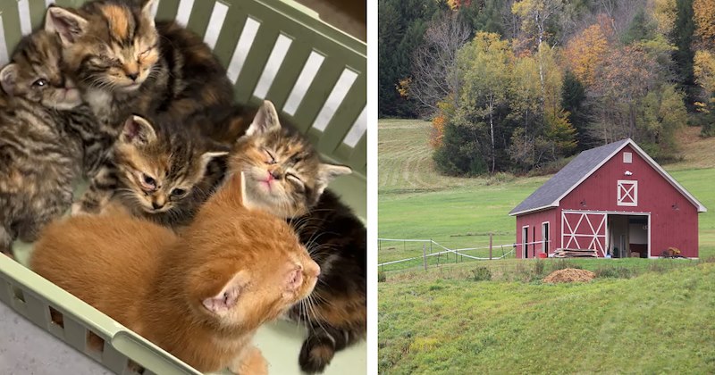 7 kittens found in barn 7 weeks after CDS surprised farmer with a kitten, now he's rich in kittens
