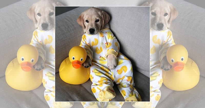 dogs in pajamas adorable dogs sleepy puppies cute puppies wholesome animals Doggos - 46872581