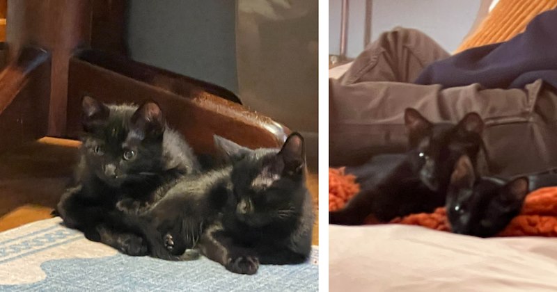 Bonded pair of twin voids found in dumpster immediately after owner reminisces about his soul kitty: 'Never speak out loud how you miss a beloved cat'