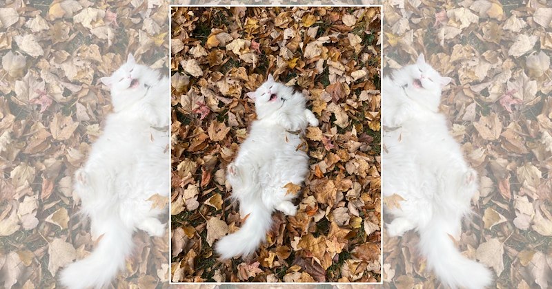 fall themed cats adorable cats cute cats fall vibes fall Cats - 46873605