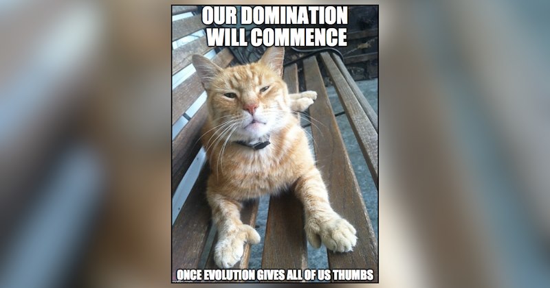 26 cat memes | thumbnail includes one meme and one picture of text including 'OUR DOMINATION WILL COMMENCE ONCE EVOLUTION GIVES ALL OF US THUMBS ' 