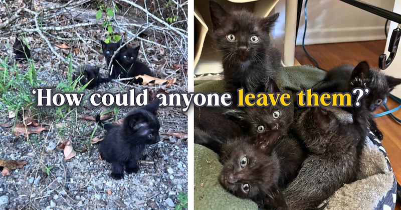 16 text pictures, 5 black kitten pictures | thumbnail includes two pictures of black kittens, and ‘How could anyone leave them?’