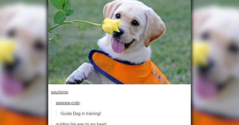 wholesome dogs cute dogs Awwdorable dog memes puppies funny dog memes funny memes Memes funny dogs lol hissterical funny animals pawdorable Doggos - 46875141