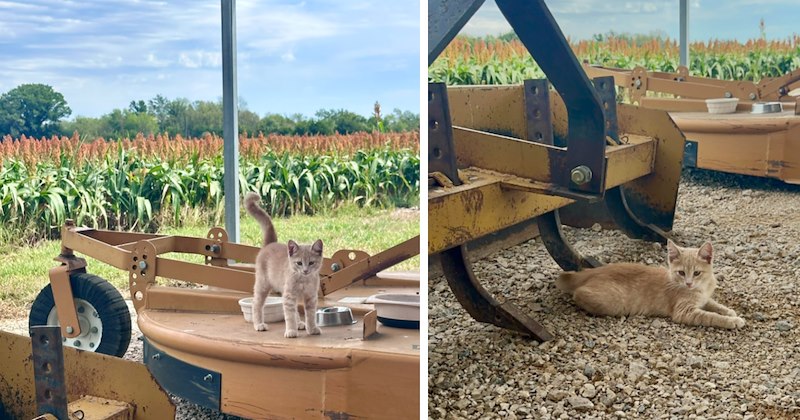 'My parents were blessed this week': Little orange kitten shows up at farm out of nowhere and becomes their most precious harvest yet