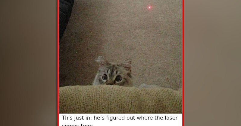 funny and wholesome cat memes for fall | thumbnail includes one meme of a cat with wide eyes and a laser spot behind it 'This just in: he's figured out where the laser comes from'