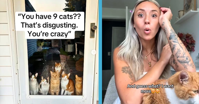 10 cat and text pictures, 4 woman and text pictures, 5 text pictures | thumbnail includes one cat and text picture including '"You have 9 cats?? That's disgusting. You're crazy"', and one woman and text picture including 'And guess what? I want more'