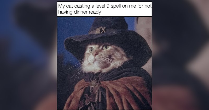 22 Spooky Season Cat Memes Summoning the Spirit of Feline Foolery