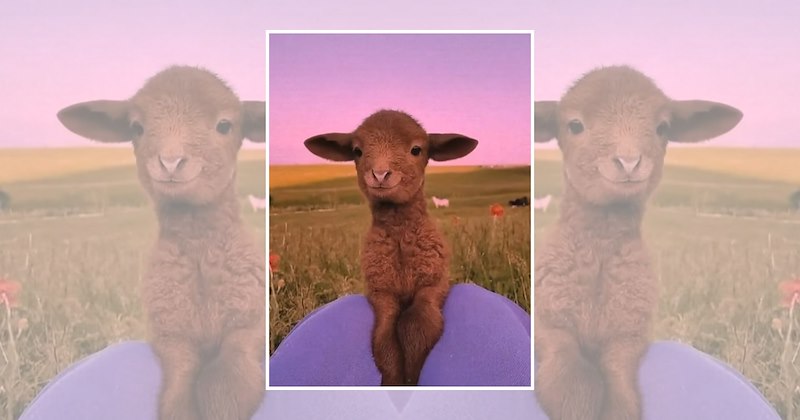 baby animals adorable animals cute baby animals wholesome animals Animals - 46891013
