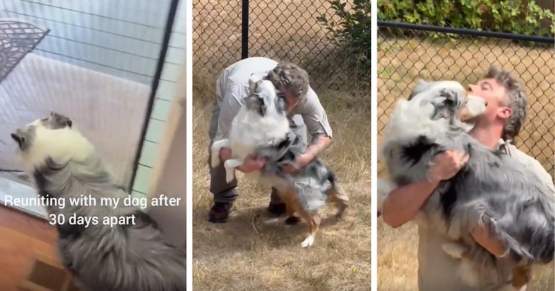 Australian Shephard and owner separated for a month, their emotional reunion is caught on camera