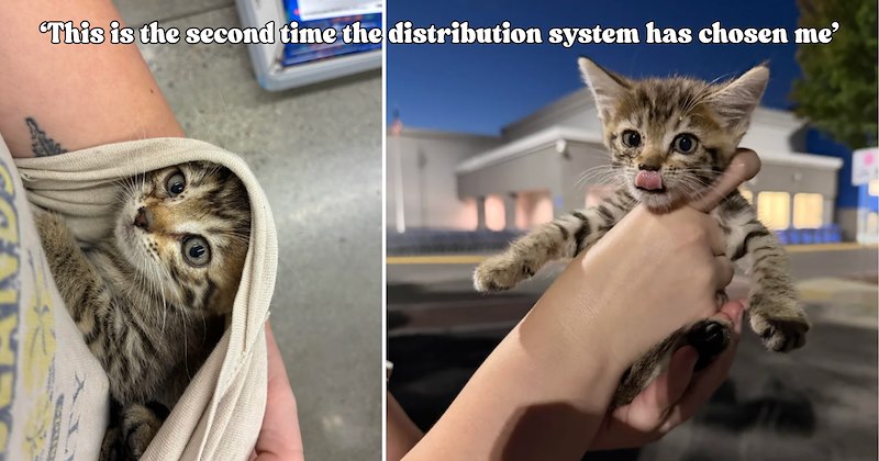 23 pictures of cats and text | thumbnail includes two pictures of a cat and one picture of text including '‘This is the second time the distribution system has chosen me’' 