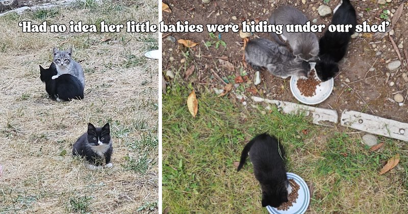 24 pictures of cats and text | thumbnail includes two pictures of cats and one picture of text including '‘Had no idea her little babies were hiding under our shed’'