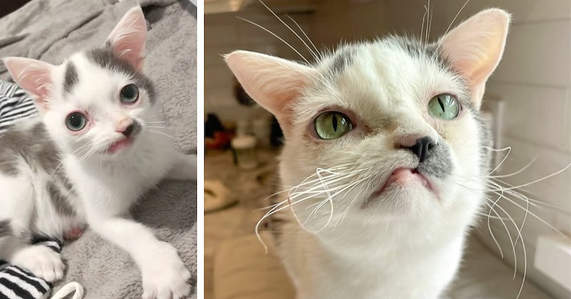 26 pictures of Pokee, AKA Pinocchio, the cat with a congenital defect | Thumbnail includes two pictures of Pokee 