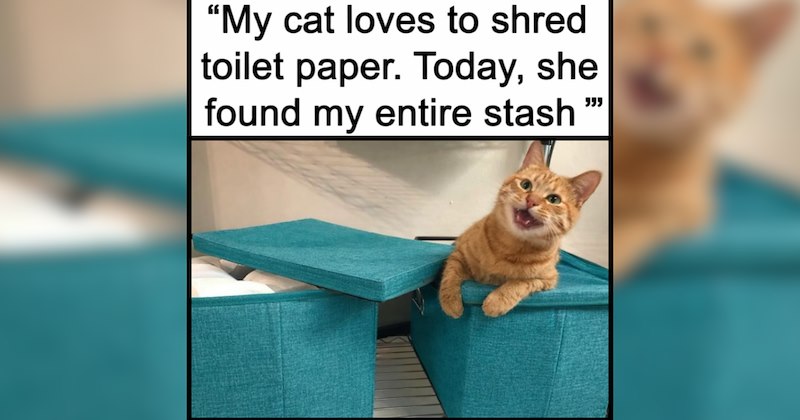 21 Funny Felines in Fits of Diabolical Laughter