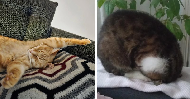 27 cat pictures | thumbnail includes two pictures of cats 