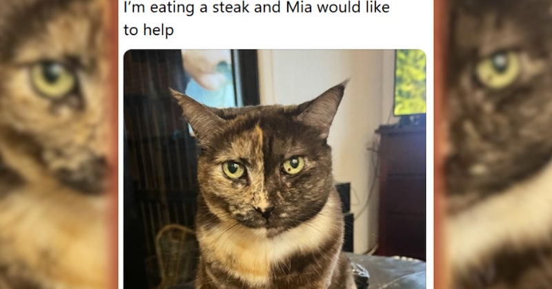 wholesome cat adorable adorable cats thread heartwarming cat pictures cute cute cats adopted cat tweets Cats animals Cats - 46894853