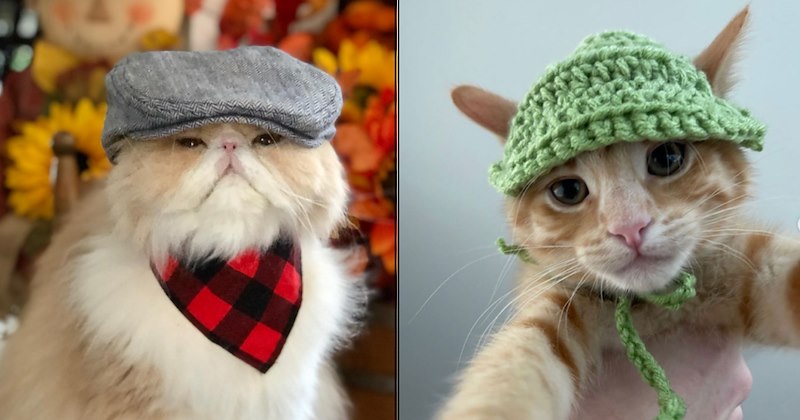lolcats silly cats wholesome cats adorable cats love cats cute cats funny cats cat photos Cats hilarious cats Cats - 46895365