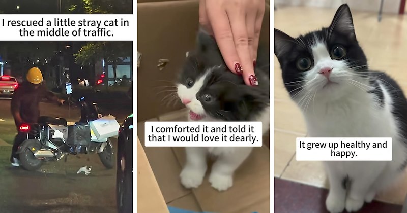 stray cats heartwarming story wholesome cats lost kitten cat rescue adopted cat black and white cat Rescues & Adoption - 46900741