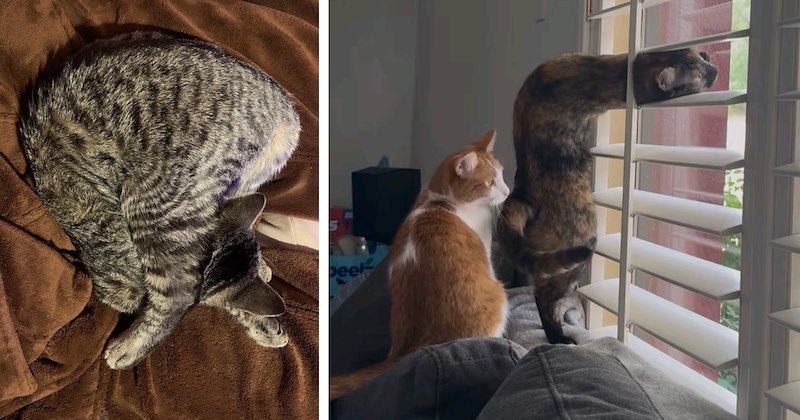 28 pictures of cats in funny positions | Thumbnail includes one picture of a cat relaxingand one picture of a cat looking through blinds