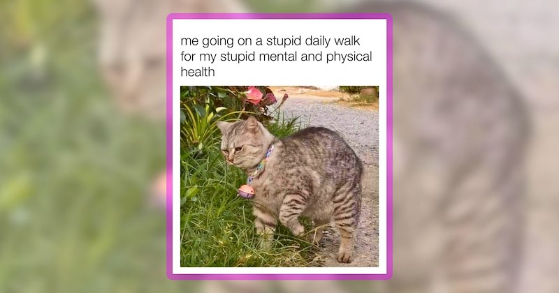 33 cat memes | thumbnail includes one meme including 'me going on a stupid daily walk for my stupid mental and physical health'
