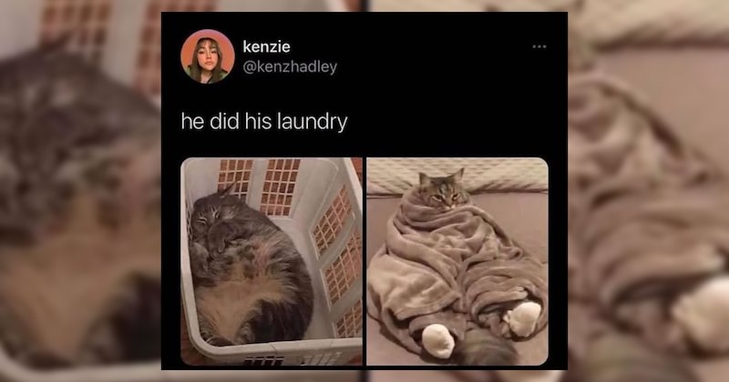 Heartwarmingly Wholesome Memes and Posts 