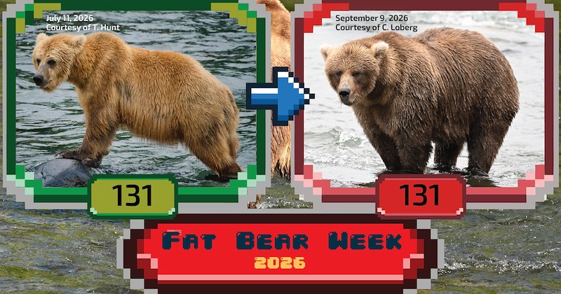 competition wholesome alaska adorable animal photos brown bear wild animals heartwarming bears cute animals salmon cute bear wildlife animals Animals - 46907141