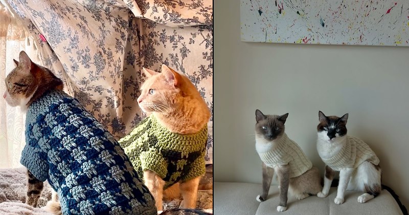 lolcats silly cats wholesome cats adorable cats love cats cute cats funny cats cat photos Cats hilarious cats Cats - 46910981