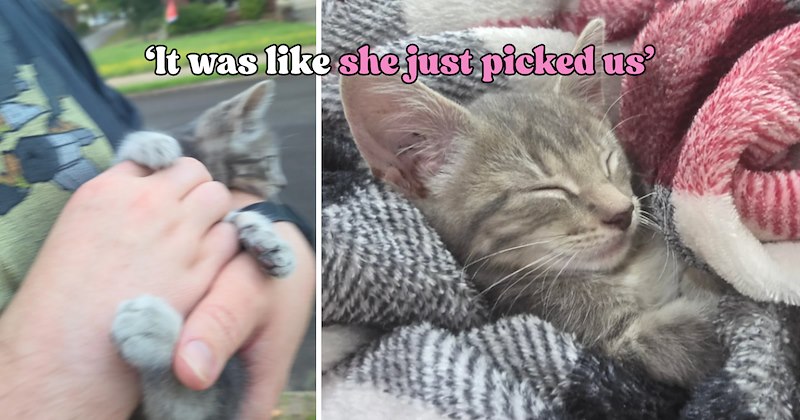 22 pictures of cats and text | thumbnail includes two pictures of a cat and one picture of text including '‘It was like she just picked us’' 