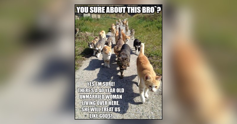30 cat memes | thumbnail includes one meme and one picture of text including 'YOU SURE ABOUT THIS BRO? YES I'M SURE! THERE'S A 40 YEAR OLD UNMARRIED WOMAN LIVING OVER HERE. SHE WILL TREAT US LIKE GODS!' 