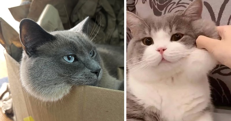 28 cat pictures | thumbnail includes two pictures of cats 