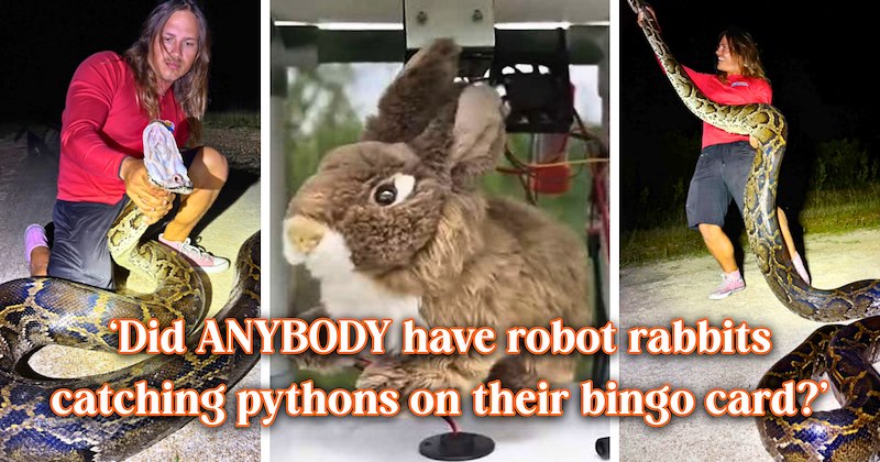 23 text pictures, 5 Burmese python pictures, 2 robot rabbit pictures | thumbnail includes two pictures of Burmese pythons and hunter, and one robot rabbit picture, and ‘Did ANYBODY have robot rabbits catching pythons on their bingo card?’