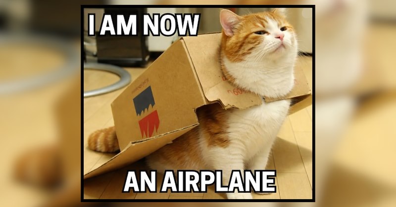 20 Feline Funnies to Keep You Company on the Morning Commute