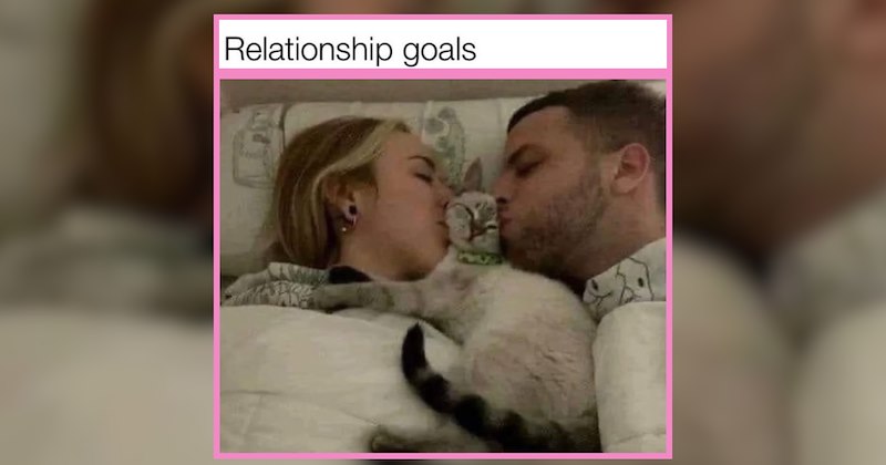 22 Sleepy Kitties Lulling You into a Listless Lullaby Sleep 