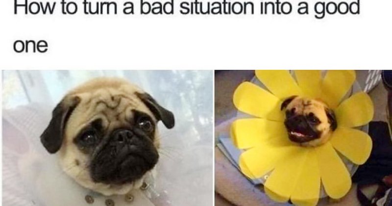 36 Puplifting Pupper Posts fur Hardworking Hoomans who Prefer Pawsitivty > Promotions | thumbnail includes one image which shows a sad pug with neck cone and a happy pug with neck cone with yellow flower ‘How to turn a bad situation into a good one’
