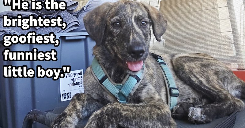 ‘He knew he was saved.’: Puppy dumped in scorching Australian outback found adopted by daring dog-pawrent duo | thumbnail includes one image which shows a young irish wolfhound lying on bed wearing blue harness ‘“He is the brightest, goofiest, funniest little boy.”’