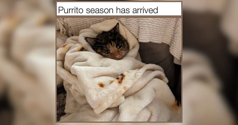 'Purrito season has arrived' cat memes for fall lovers under cozy covers