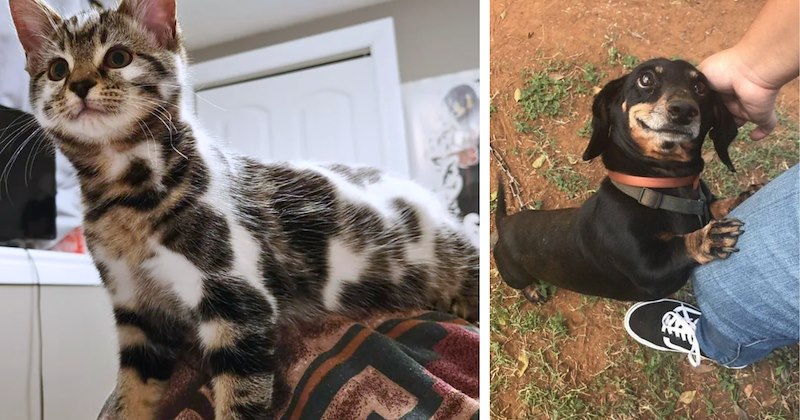 Twitter thread about rise of cat ownership | Thumbnail includes one picture of a multicolored cat and one picture of a dachshund 
