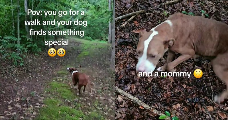 ‘Shame on whoever did this.’: Dumped dog found hiding in broken tree gets furever home thanks to pup who insistently led her pawrent | thumbnail includes two images one image shows a dark brown and white dog running forest path ‘Pov: you go for a walk and your dog finds something special’, the other image shows a light brown and white dog on forest floor ‘and a mommy’