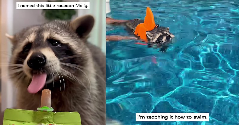 ‘It crawled out of the tree, we realized we’d messed up its home.’: Tiny raccoon given full fur baby experience by guilt ridden family who mistakenly chopped down tree home | thumbnail includes two images one image shows a raccoon eating fruit pouch ‘I named this little raccoon Molly.’, the other image shows a raccoon swimming in pool with shark floatie ‘I’m teaching it how to swim.’