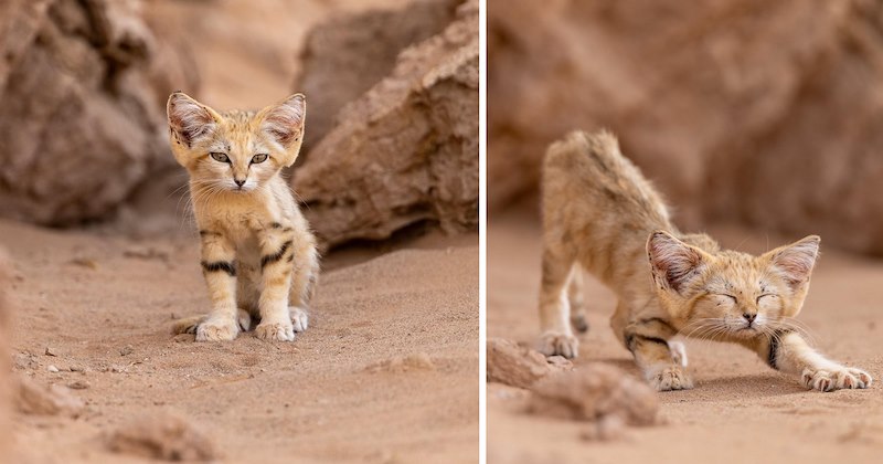 pictures of a rare and unique sand kitten captured in the Moroccan dessert | thumbnail includes two pictures of a rare sand kitten sitting and stretching