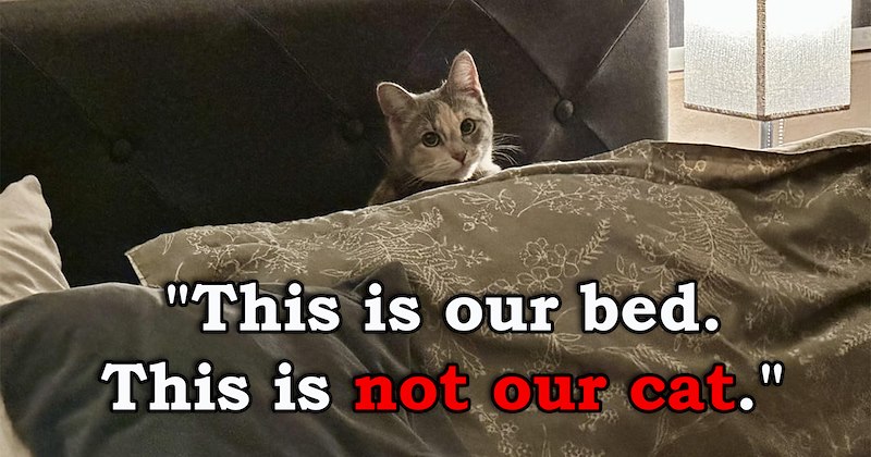 stories about cats walking into random people's homes | thumbnail includes one image of a cat lying in a bed covered in blankets 'This is our bed. This is not our cat'