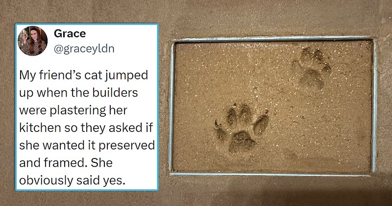 viral cat tweets from X | thumbnail includes one picture of paw prints and one tweet 'Grace @graceyldn My friend's cat jumped up when the builders were plastering her kitchen so they asked if she wanted it preserved and framed. She obviously said yes'