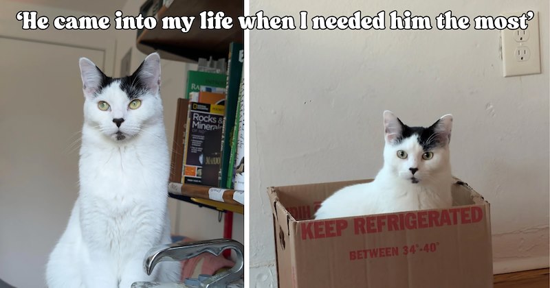 25 pictures of cats and text | thumbnail includes two pictures of a cat and one picture of text including '‘He came into my life when I needed him the most’' 