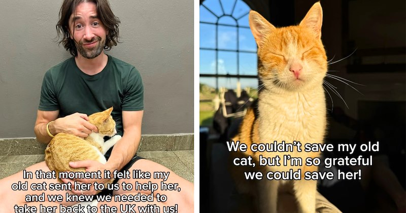 15 cat pictures with text, 8 text pictures | thumbnail includes one picture of a cat including 'In that moment it felt like my old cat sent her to us to help her, and we knew we needed to take her back to the UK with us!', and one picture of a cat including 'We couldn't save my old cat, but I'm so grateful we could save her!'