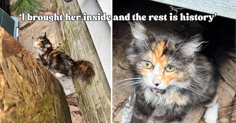 21 pictures of cats and text | thumbnail includes two pictures of cats and one picture of text including '‘I brought her inside and the rest is history’' 